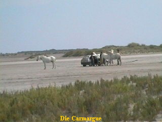 carm1